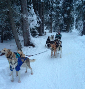 Dog Sledding (Rossland and Sparky were the lead dogs)